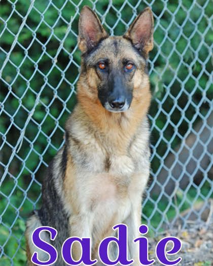 Sadie at Wright-Way Rescue