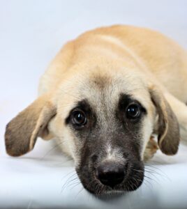 Sabrina at Wright-Way Rescue