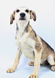 Melody at Wright-Way Rescue
