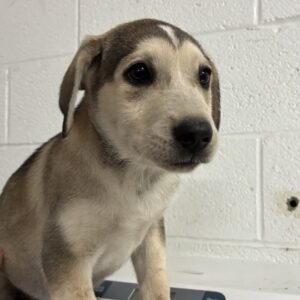 Melody at Wright-Way Rescue