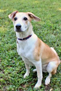 Wilson at Wright-Way Rescue