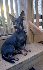 Baloo at Wright-Way Rescue