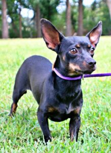 Talup at Wright-Way Rescue