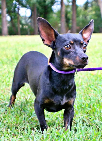 Talup at Wright-Way Rescue