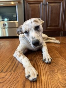 Scout at Wright-Way Rescue