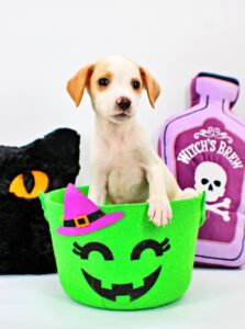 Baby Bubbles at Wright-Way Rescue