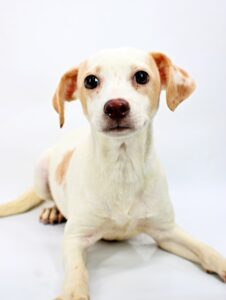 Fig at Wright-Way Rescue