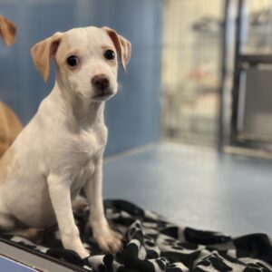 Fig at Wright-Way Rescue