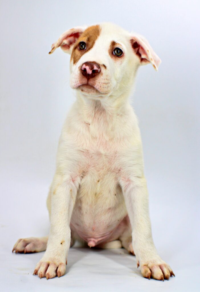 Jarod at Wright-Way Rescue