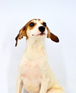 Wenda at Wright-Way Rescue