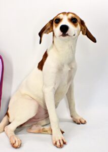 Wenda at Wright-Way Rescue