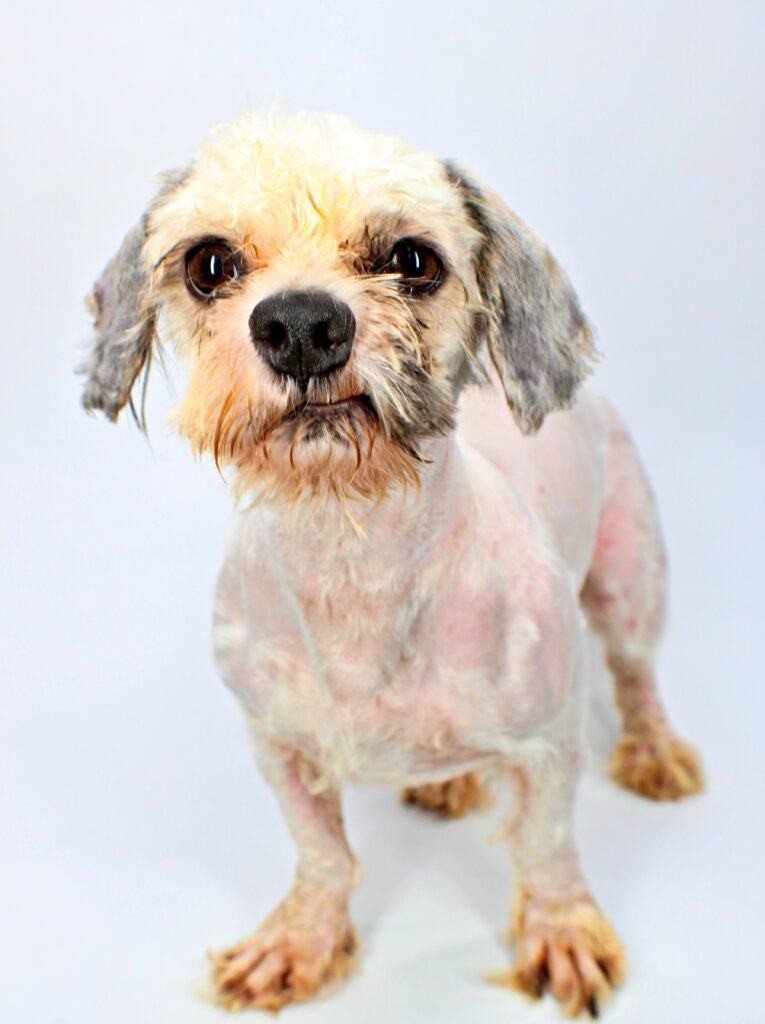 Spike at Wright-Way Rescue