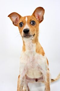 Bernie at Wright-Way Rescue