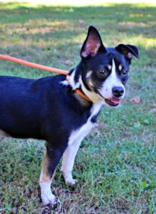 Buster at Wright-Way Rescue