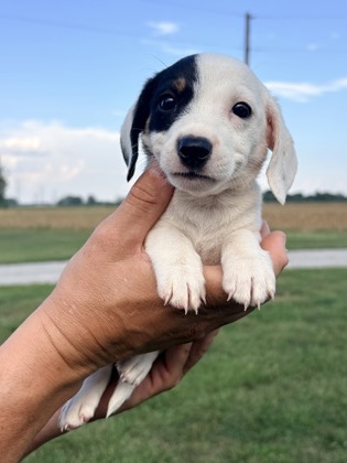Abbie at Wright-Way Rescue