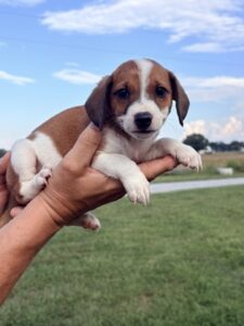 Adina at Wright-Way Rescue