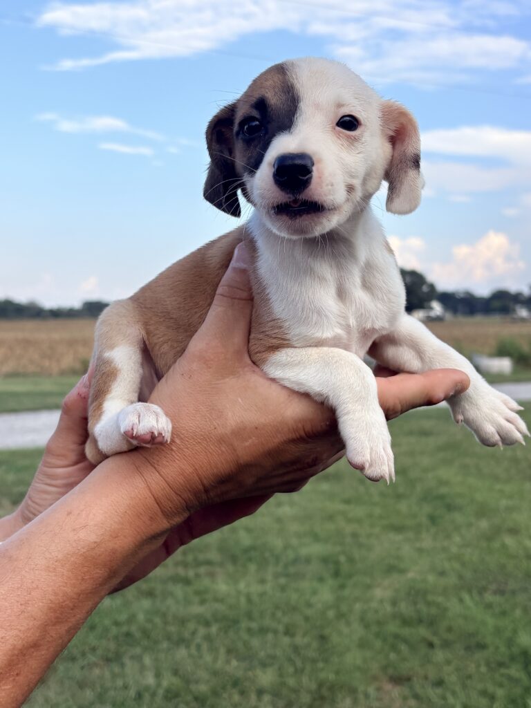 Ady at Wright-Way Rescue