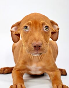 Aero at Wright-Way Rescue