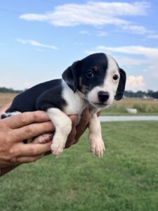Aggie at Wright-Way Rescue