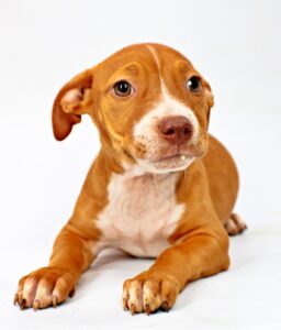 Aires at Wright-Way Rescue