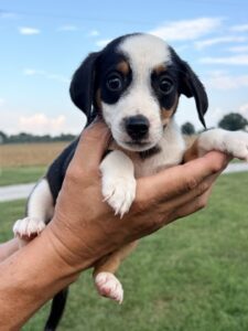 Asher at Wright-Way Rescue