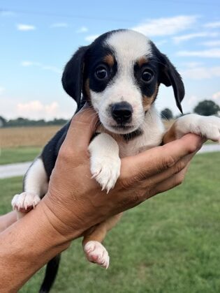 Asher at Wright-Way Rescue
