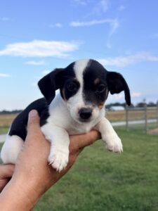 Astra at Wright-Way Rescue