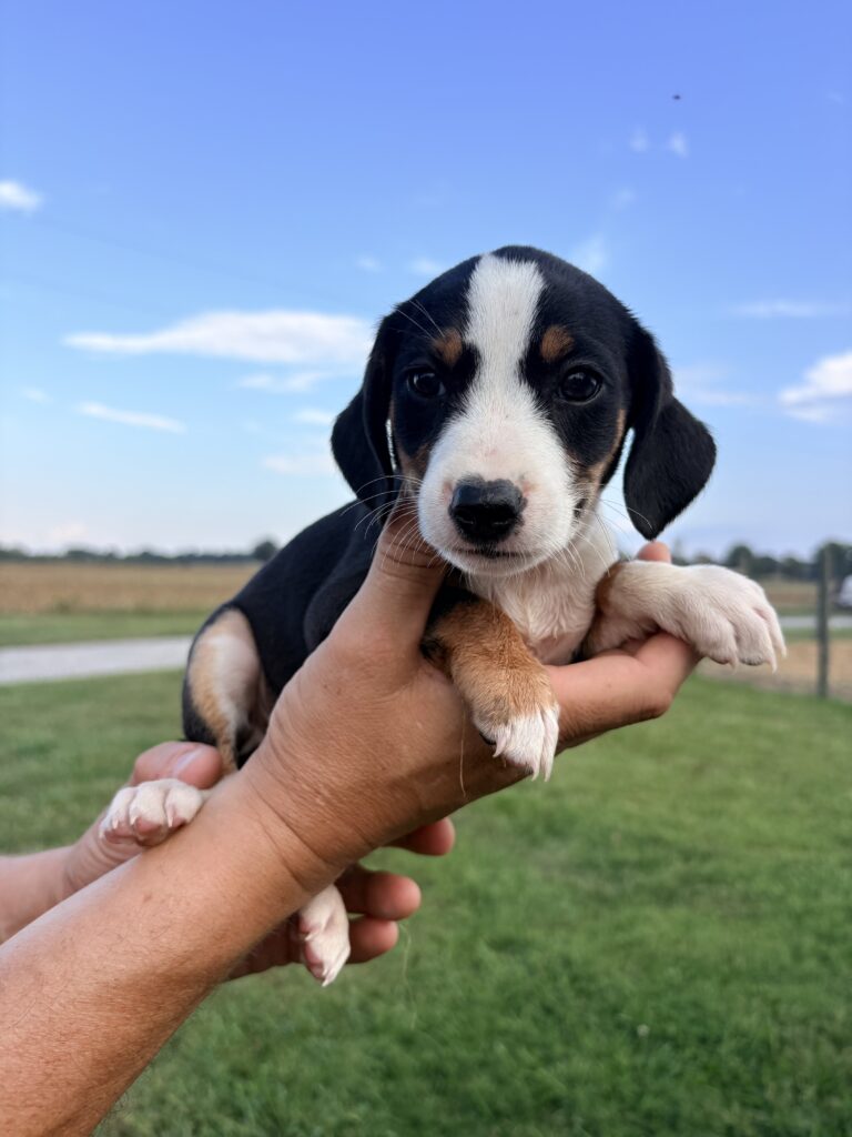 Atlas at Wright-Way Rescue