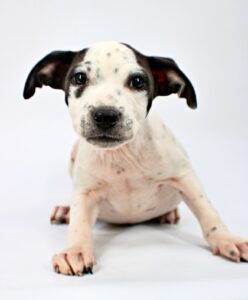 Augie at Wright-Way Rescue