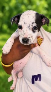 Augie at Wright-Way Rescue