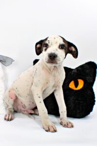 Augie at Wright-Way Rescue