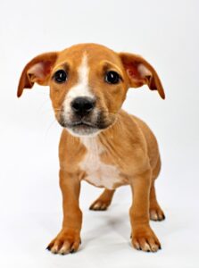 Aurora at Wright-Way Rescue