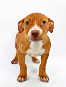 Aurora at Wright-Way Rescue