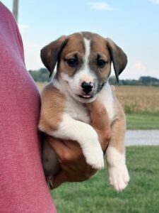 Axel at Wright-Way Rescue