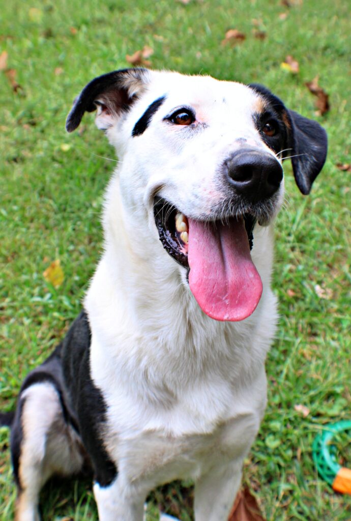 Jessica at Wright-Way Rescue