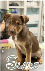 Slade at Wright-Way Rescue