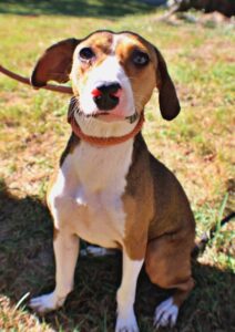 Whitney at Wright-Way Rescue