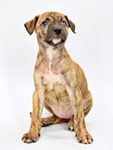 Bashful at Wright-Way Rescue