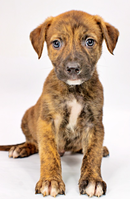 Doc at Wright-Way Rescue