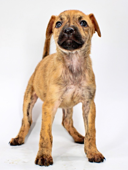 Dopey at Wright-Way Rescue