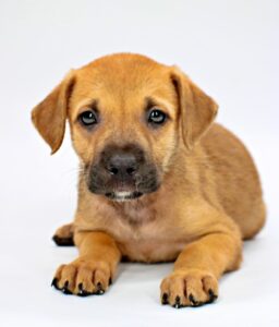 Sleepy at Wright-Way Rescue