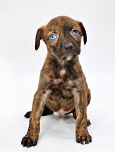Sneezy at Wright-Way Rescue