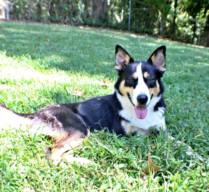 Adeline at Wright-Way Rescue