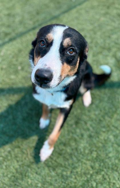 Adeline at Wright-Way Rescue