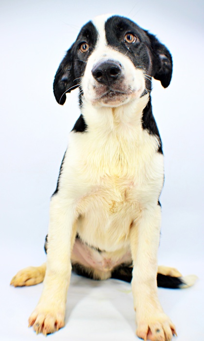 Diamond at Wright-Way Rescue
