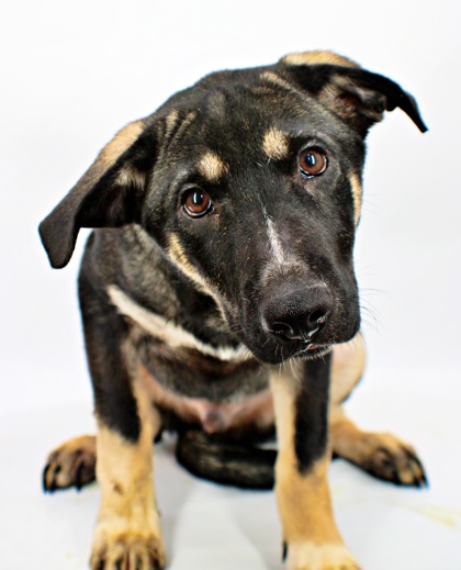 Snipper at Wright-Way Rescue