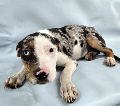 Coconut at Wright-Way Rescue