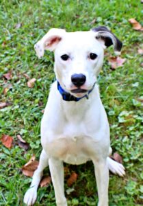 Penny at Wright-Way Rescue