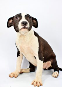 Rapunzel at Wright-Way Rescue