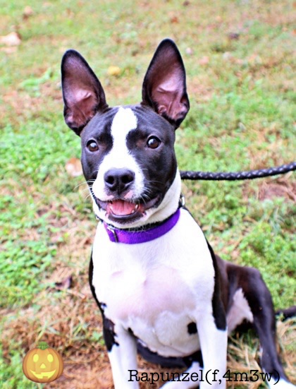 Rapunzel at Wright-Way Rescue